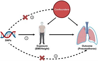 Novel insights into causal associations of body mass index or height with pneumothorax: a two-sample Mendelian randomization study